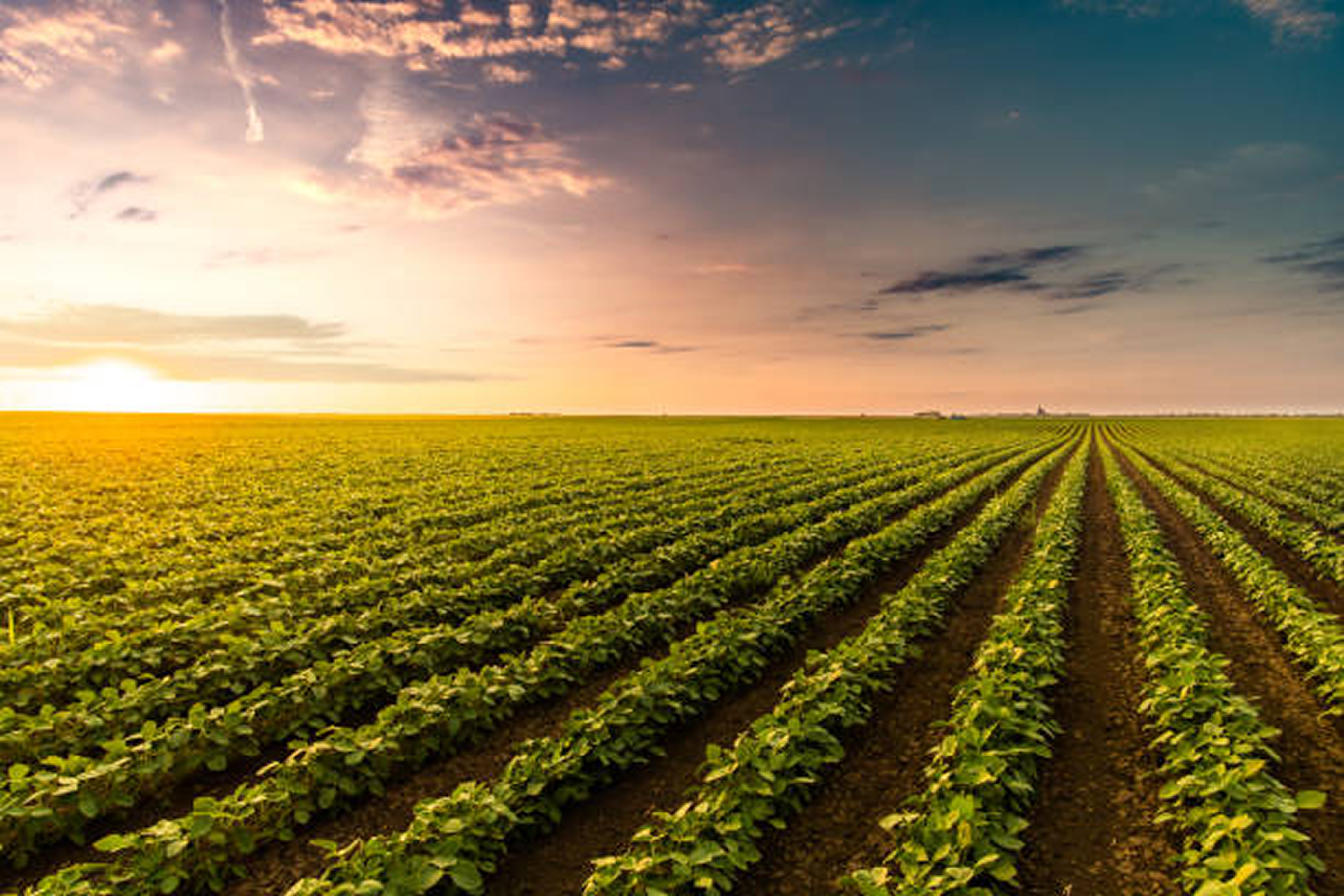 A large field with rows of green plants under a sunset