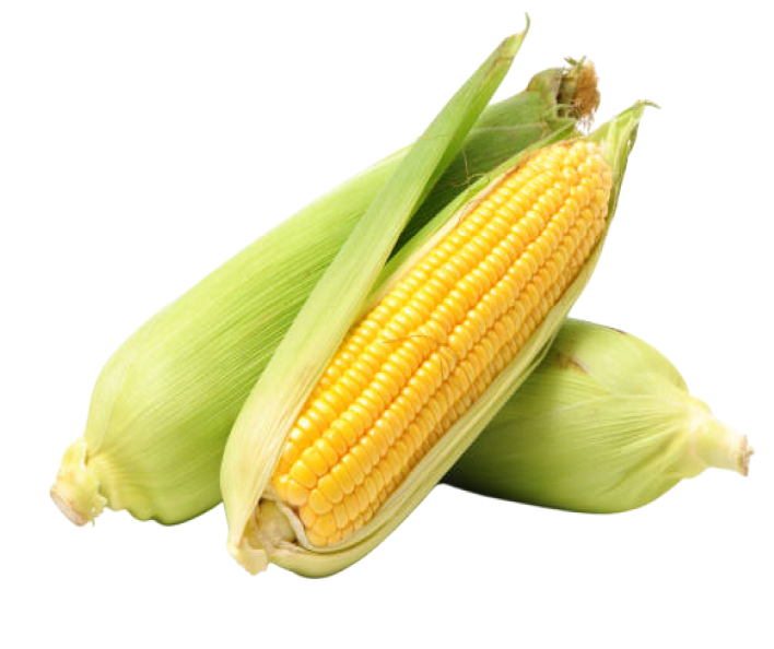 Maize